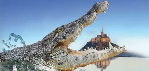 alligators bay