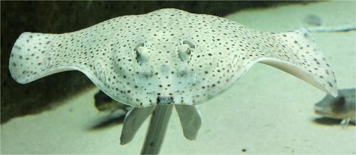 aquarium tregastel