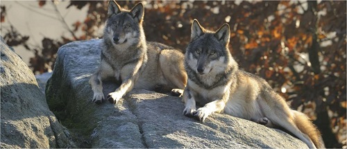 loups chabrieres