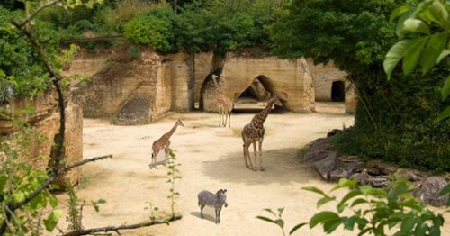 zoo doue