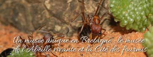 abeilles cite fourmis