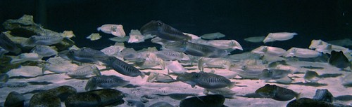 aquashow