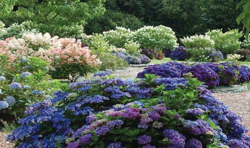 hortensias hydrangea