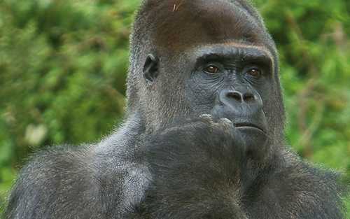 la vallee des singes