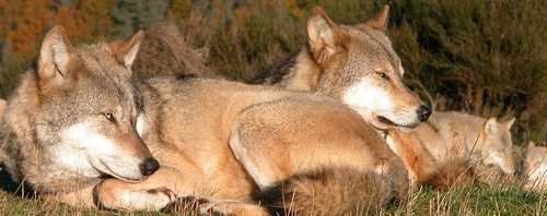 loups gevaudan
