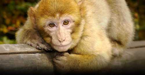 montagne des singes