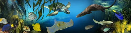 oceanopolis