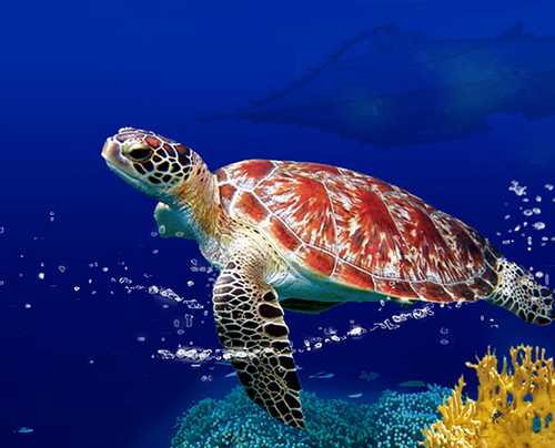 ocearium croisic