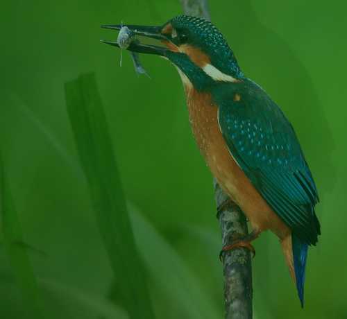 petite camargue alsacienne