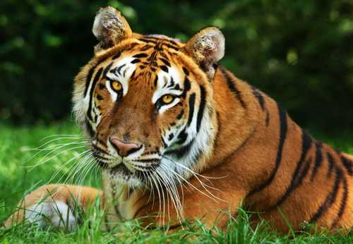 zoo boissiere