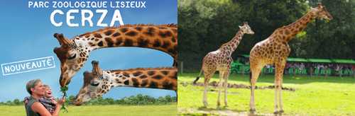 zoo cerza