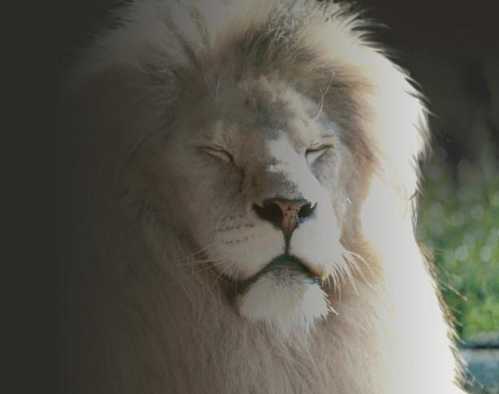zoo la fleche