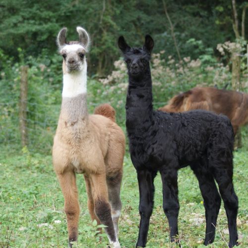 ferme lama